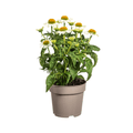Echinacea purpurea White – Sonnenhut mit weißen Blüten – Ø 19 cm – Höhe 60-70 cm – Staudenpflanze – Für Beet & Staudenrabatten – Sonnenliebend & pflegeleicht – Plant