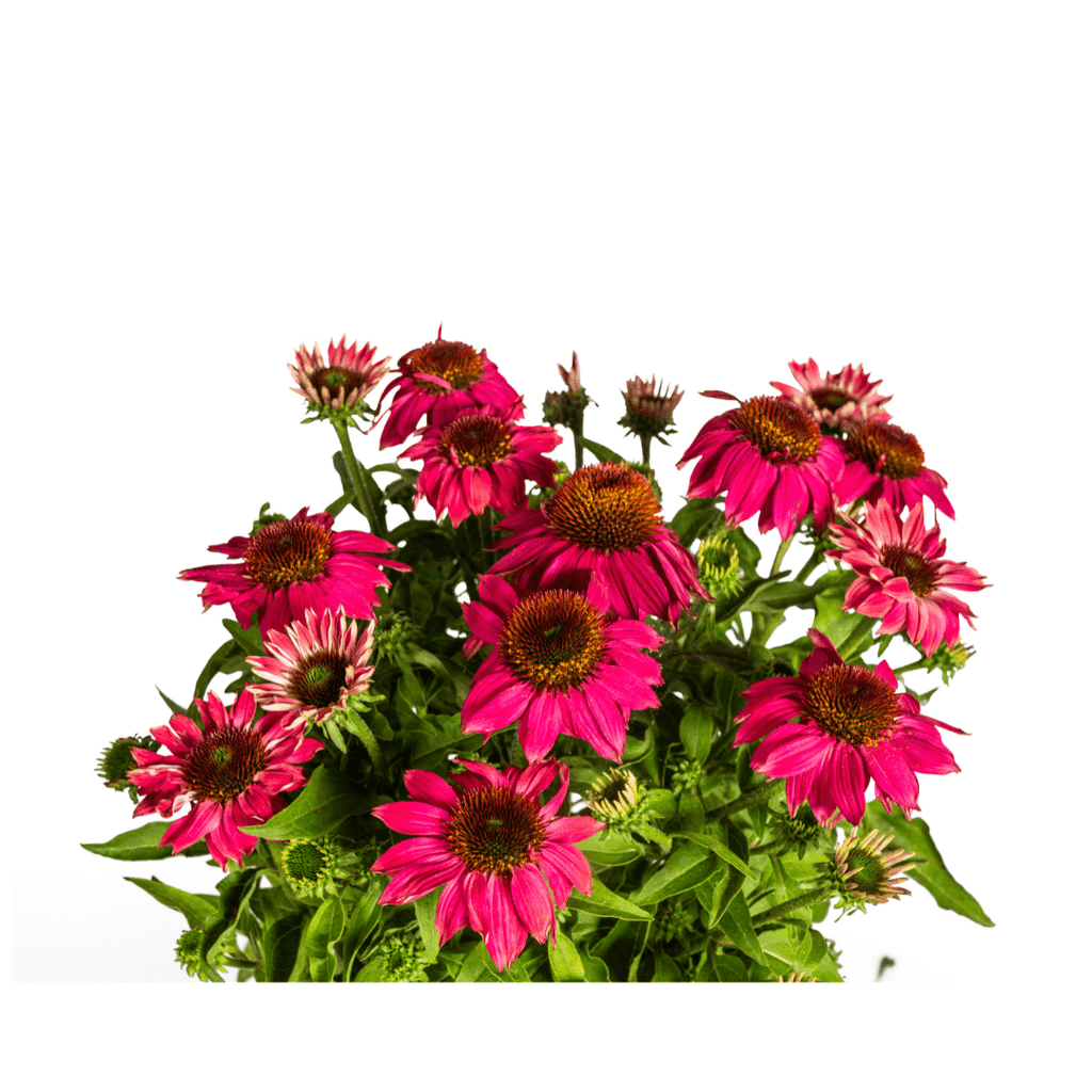 Echinacea purpurea Purple – Sonnenhut mit violetten Blüten – Ø 19 cm Topf – Höhe 60-70 cm – Staudenpflanze – Für Beet & Staudenrabatten – Sonniger Standort – Pflegeleicht – Plant