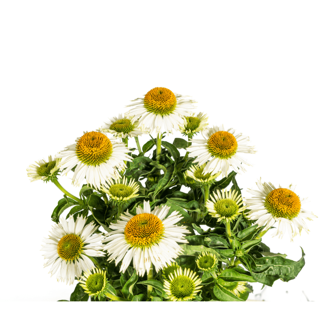 Echinacea purpurea White – Sonnenhut mit weißen Blüten – Ø 19 cm – Höhe 60-70 cm – Staudenpflanze – Für Beet & Staudenrabatten – Sonnenliebend & pflegeleicht – Plant
