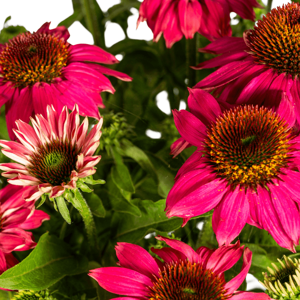 Echinacea purpurea Purple – Sonnenhut mit violetten Blüten – Ø 19 cm Topf – Höhe 60-70 cm – Staudenpflanze – Für Beet & Staudenrabatten – Sonniger Standort – Pflegeleicht – Plant