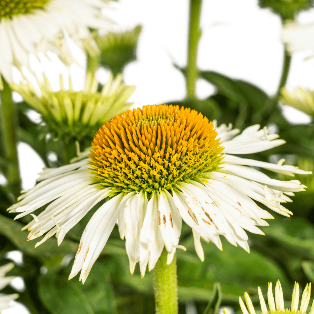 Echinacea purpurea White – Sonnenhut mit weißen Blüten – Ø 19 cm – Höhe 60-70 cm – Staudenpflanze – Für Beet & Staudenrabatten – Sonnenliebend & pflegeleicht – Plant