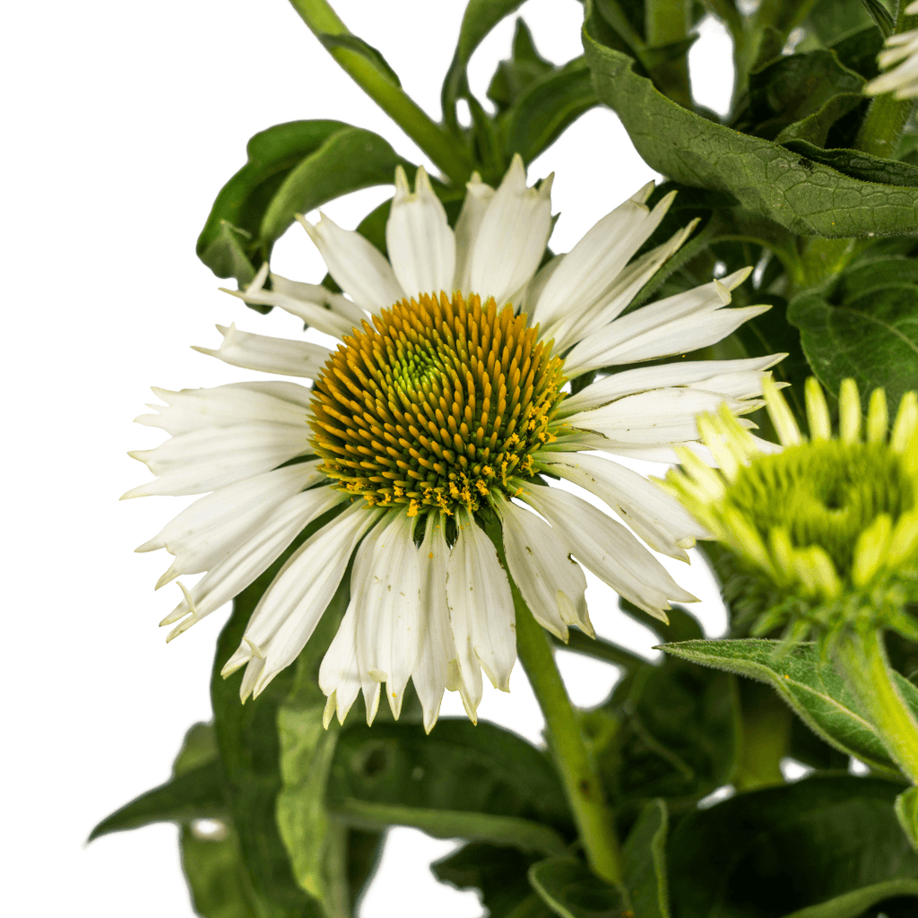 Echinacea purpurea White – Sonnenhut mit weißen Blüten – Ø 19 cm – Höhe 60-70 cm – Staudenpflanze – Für Beet & Staudenrabatten – Sonnenliebend & pflegeleicht – Plant