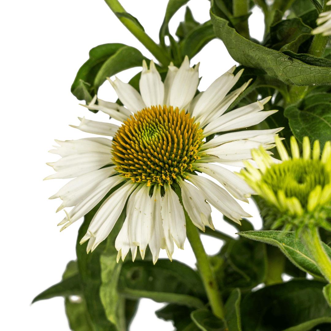 Echinacea purpurea White – Sonnenhut mit weißen Blüten – Ø 19 cm – Höhe 60-70 cm – Staudenpflanze – Für Beet & Staudenrabatten – Sonnenliebend & pflegeleicht – Plant