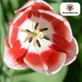 Tulpenzwiebeln Candy Apple Delight – 20 Blumenzwiebeln – Rot-weiße Tulpen – Frühlingstulpen für Garten & Topf – Frisch vom Züchter – Plant