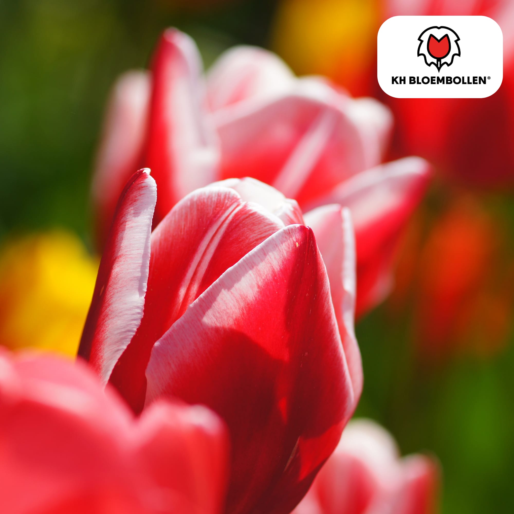 Tulpenzwiebeln Candy Apple Delight – 20 Blumenzwiebeln – Rot-weiße Tulpen – Frühlingstulpen für Garten & Topf – Frisch vom Züchter – Plant
