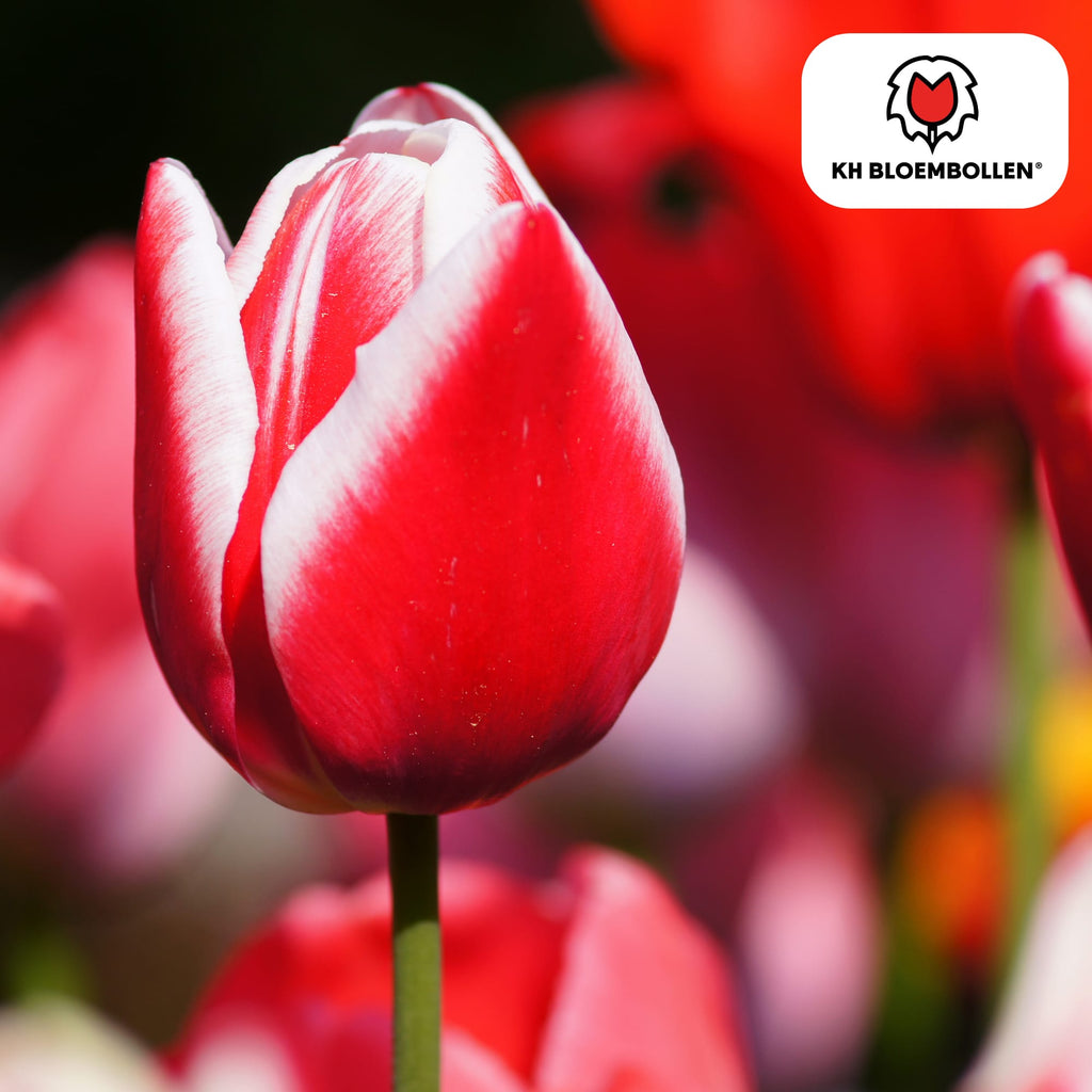 Tulpenzwiebeln Candy Apple Delight – 20 Blumenzwiebeln – Rot-weiße Tulpen – Frühlingstulpen für Garten & Topf – Frisch vom Züchter – Plant