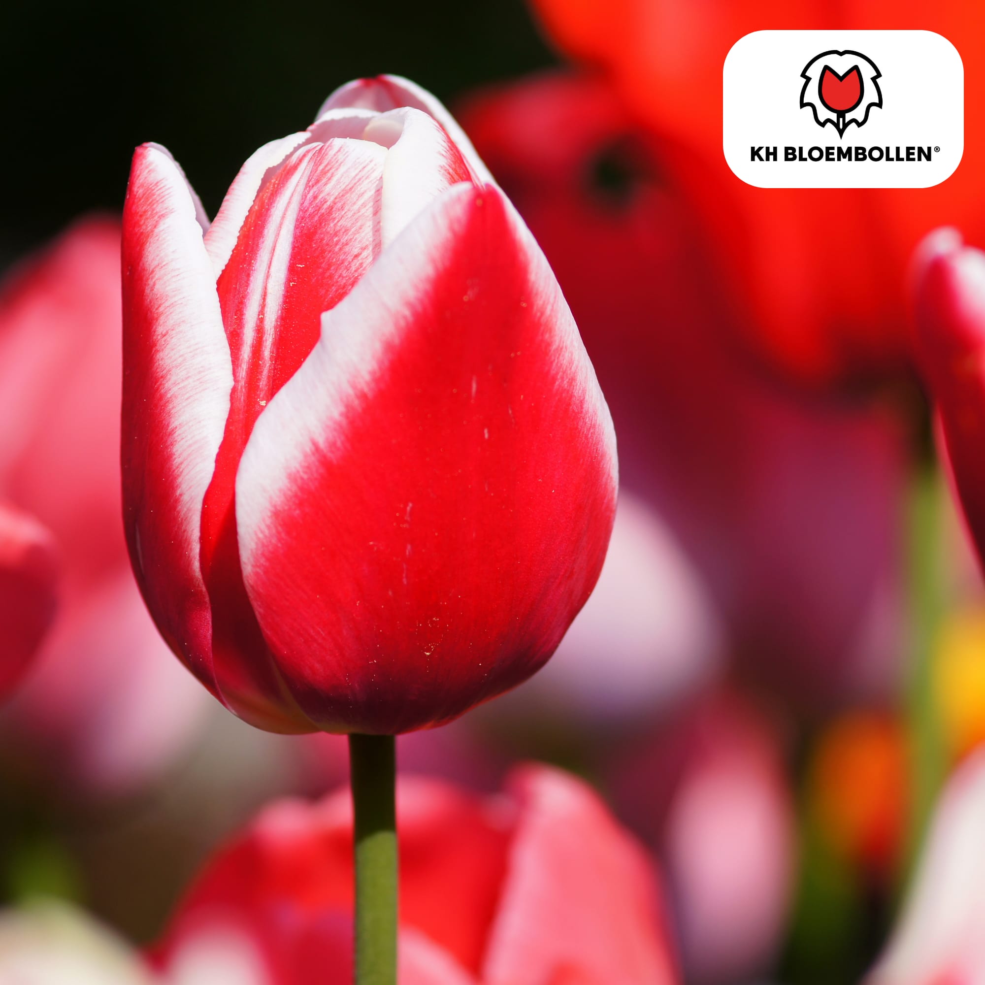 Tulpenzwiebeln Candy Apple Delight – 20 Blumenzwiebeln – Rot-weiße Tulpen – Frühlingstulpen für Garten & Topf – Frisch vom Züchter – Plant