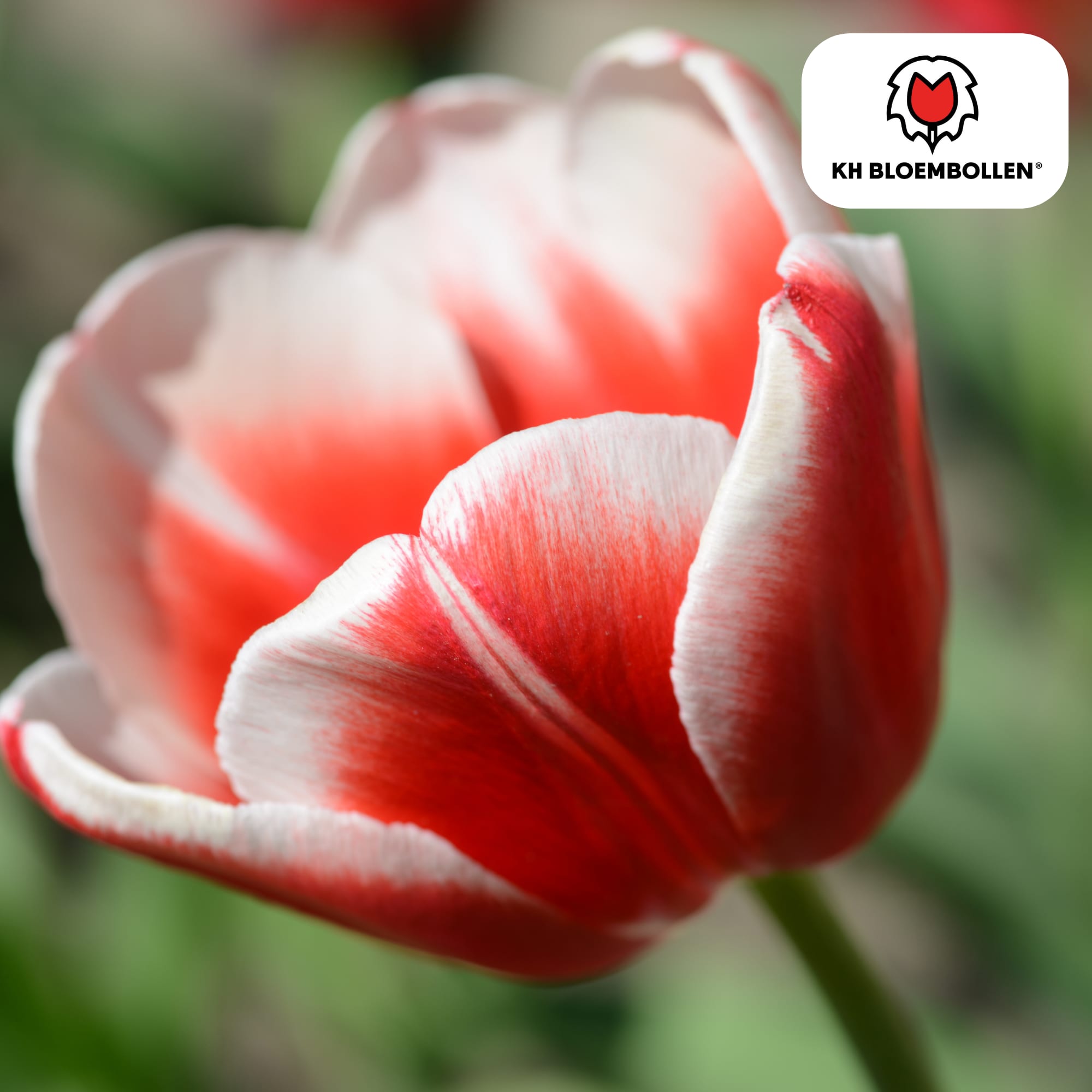 Tulpenzwiebeln Candy Apple Delight – 20 Blumenzwiebeln – Rot-weiße Tulpen – Frühlingstulpen für Garten & Topf – Frisch vom Züchter – Plant