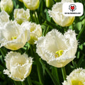 Tulpenzwiebeln Honeymoon – 20 Blumenzwiebeln – Weiße Tulpe mit gezacktem Rand – Elegant & Einzigartig – Für Garten & Topf – Frisch vom Züchter – Plant