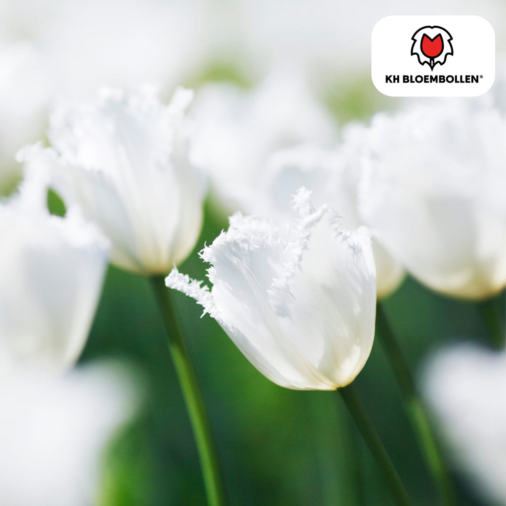 Tulpenzwiebeln Honeymoon – 20 Blumenzwiebeln – Weiße Tulpe mit gezacktem Rand – Elegant & Einzigartig – Für Garten & Topf – Frisch vom Züchter – Plant