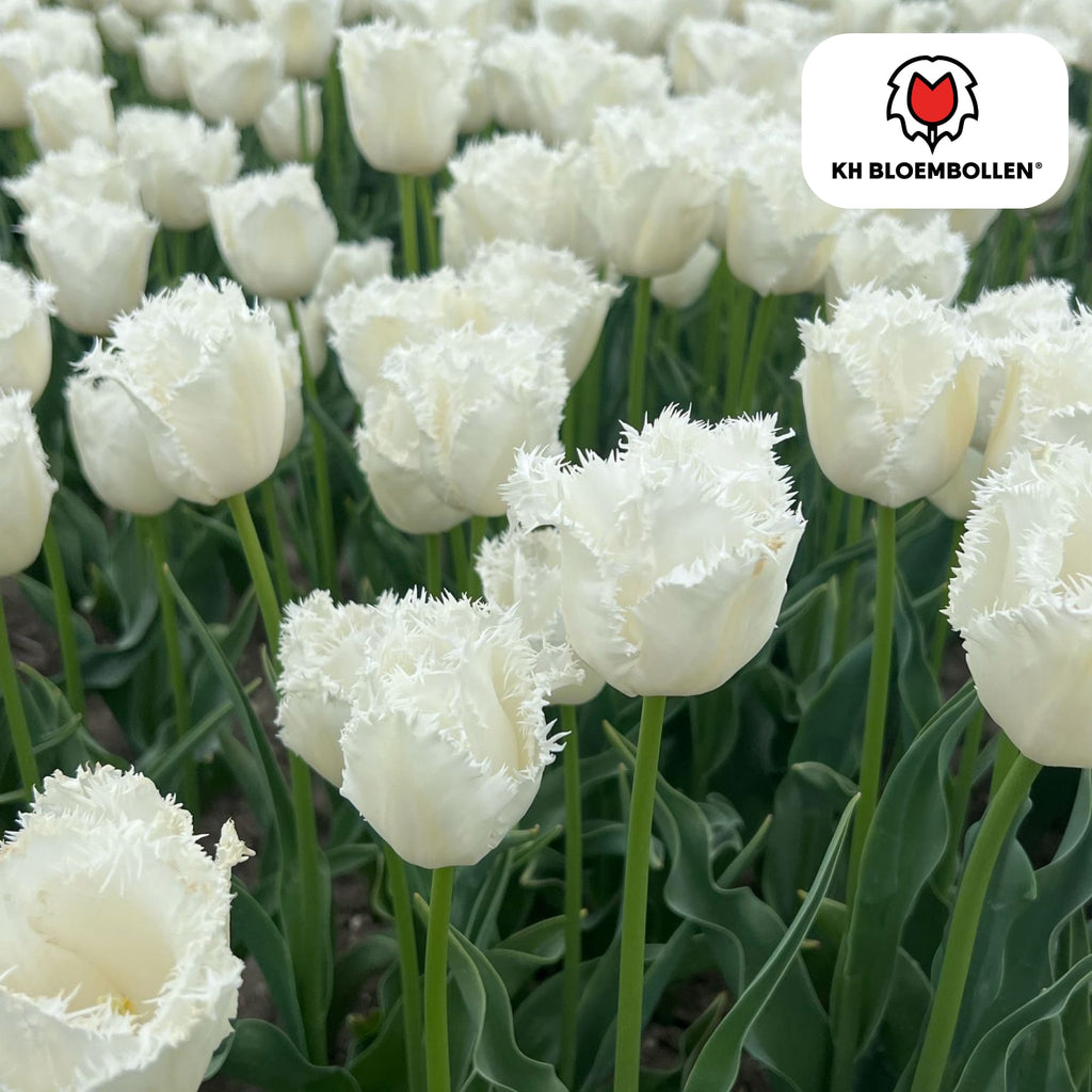 Tulpenzwiebeln Honeymoon – 20 Blumenzwiebeln – Weiße Tulpe mit gezacktem Rand – Elegant & Einzigartig – Für Garten & Topf – Frisch vom Züchter – Plant