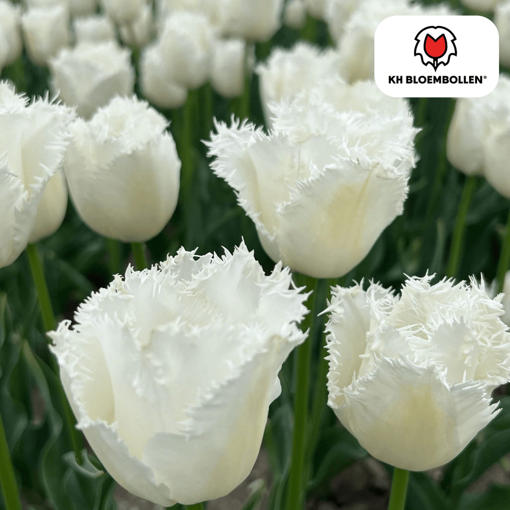 Tulpenzwiebeln Honeymoon – 20 Blumenzwiebeln – Weiße Tulpe mit gezacktem Rand – Elegant & Einzigartig – Für Garten & Topf – Frisch vom Züchter – Plant