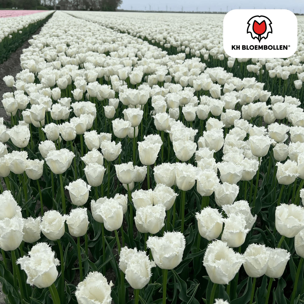 Tulpenzwiebeln Honeymoon – 20 Blumenzwiebeln – Weiße Tulpe mit gezacktem Rand – Elegant & Einzigartig – Für Garten & Topf – Frisch vom Züchter – Plant