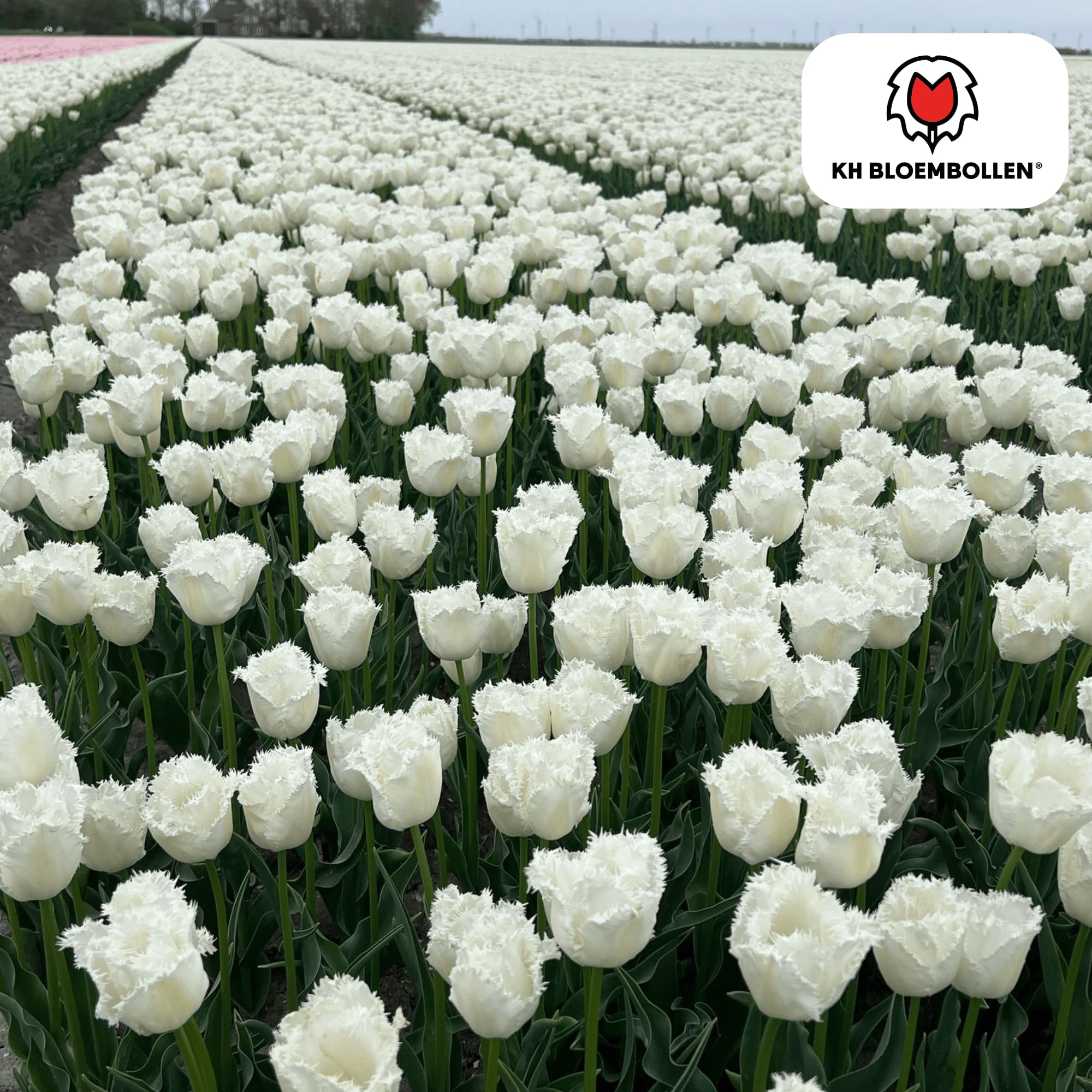 Tulpenzwiebeln Honeymoon – 20 Blumenzwiebeln – Weiße Tulpe mit gezacktem Rand – Elegant & Einzigartig – Für Garten & Topf – Frisch vom Züchter – Plant