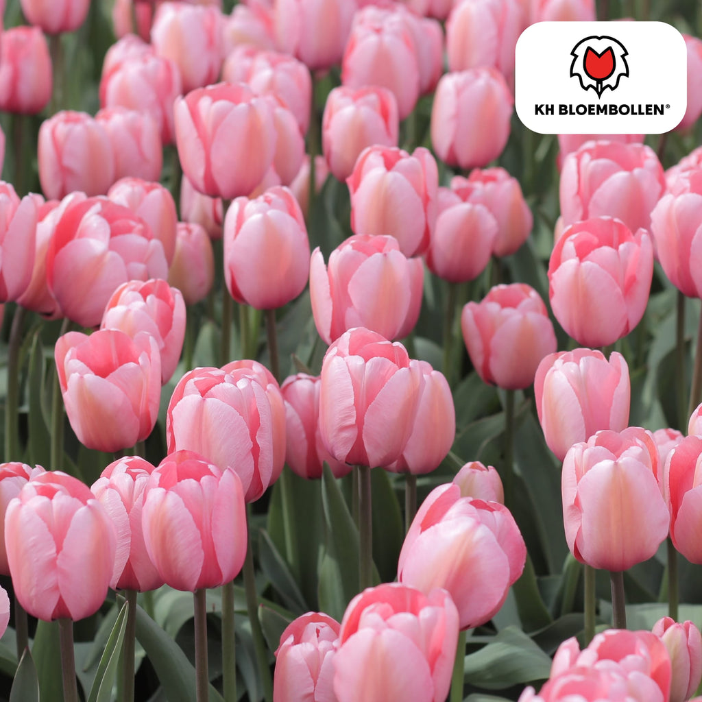 Tulpenzwiebeln Apricot Delight – 20 Blumenzwiebeln - Zartrosa-Apricot Tulpe – Groß & Kraftvoll – Für Garten oder Topf – Frisch vom Züchter – Plant