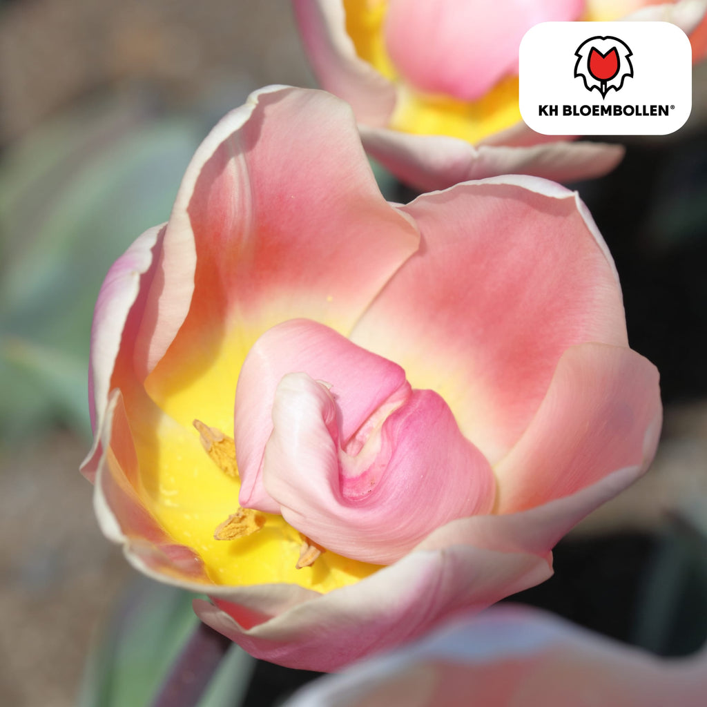 Tulpenzwiebeln Apricot Delight – 20 Blumenzwiebeln - Zartrosa-Apricot Tulpe – Groß & Kraftvoll – Für Garten oder Topf – Frisch vom Züchter – Plant