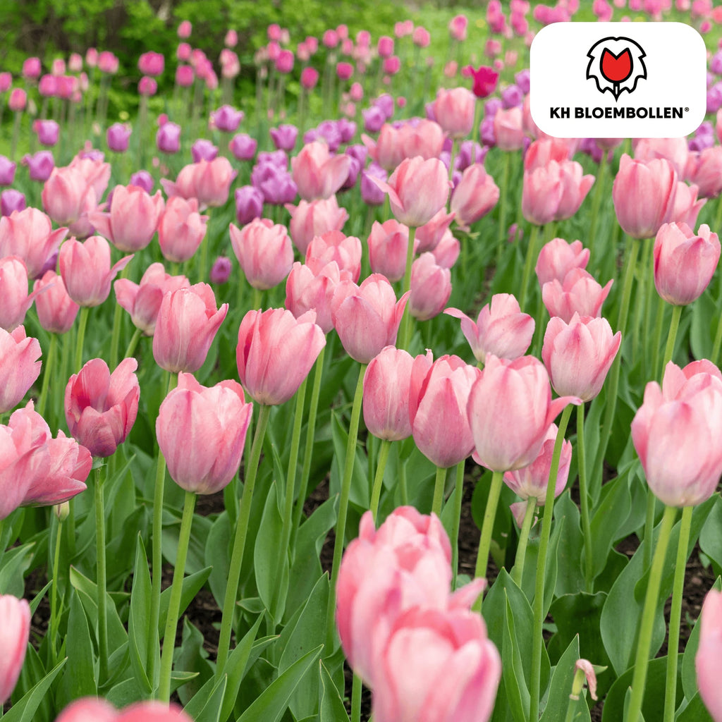 Tulpenzwiebeln Apricot Delight – 20 Blumenzwiebeln - Zartrosa-Apricot Tulpe – Groß & Kraftvoll – Für Garten oder Topf – Frisch vom Züchter – Plant