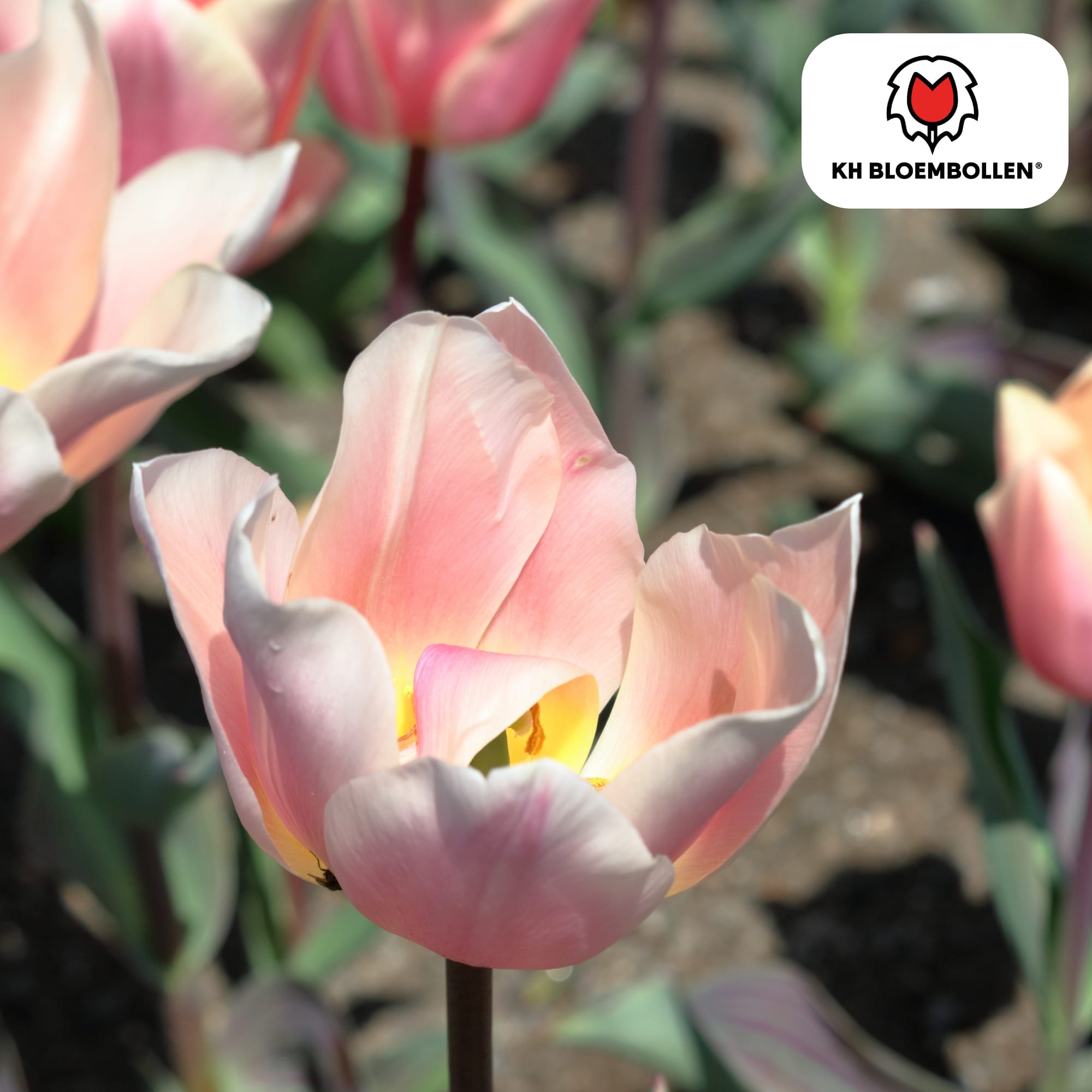 Tulpenzwiebeln Apricot Delight – 20 Blumenzwiebeln - Zartrosa-Apricot Tulpe – Groß & Kraftvoll – Für Garten oder Topf – Frisch vom Züchter – Plant