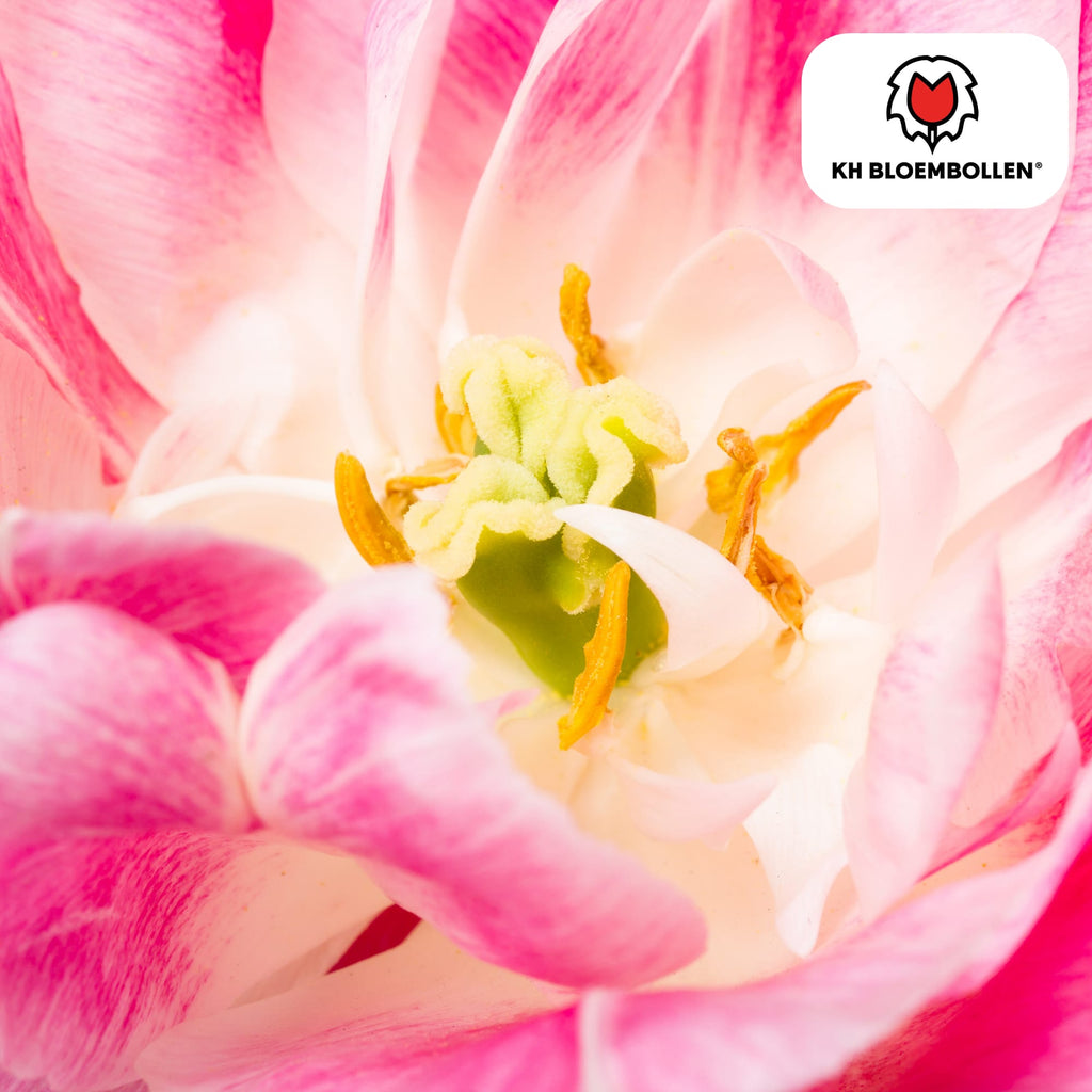 Columbus Tulpenzwiebeln – 20 Blumenzwiebeln – Rosa-weiße Pioentulpen – Gefüllte Blüte – Für Garten, Topf & Vase – Plant
