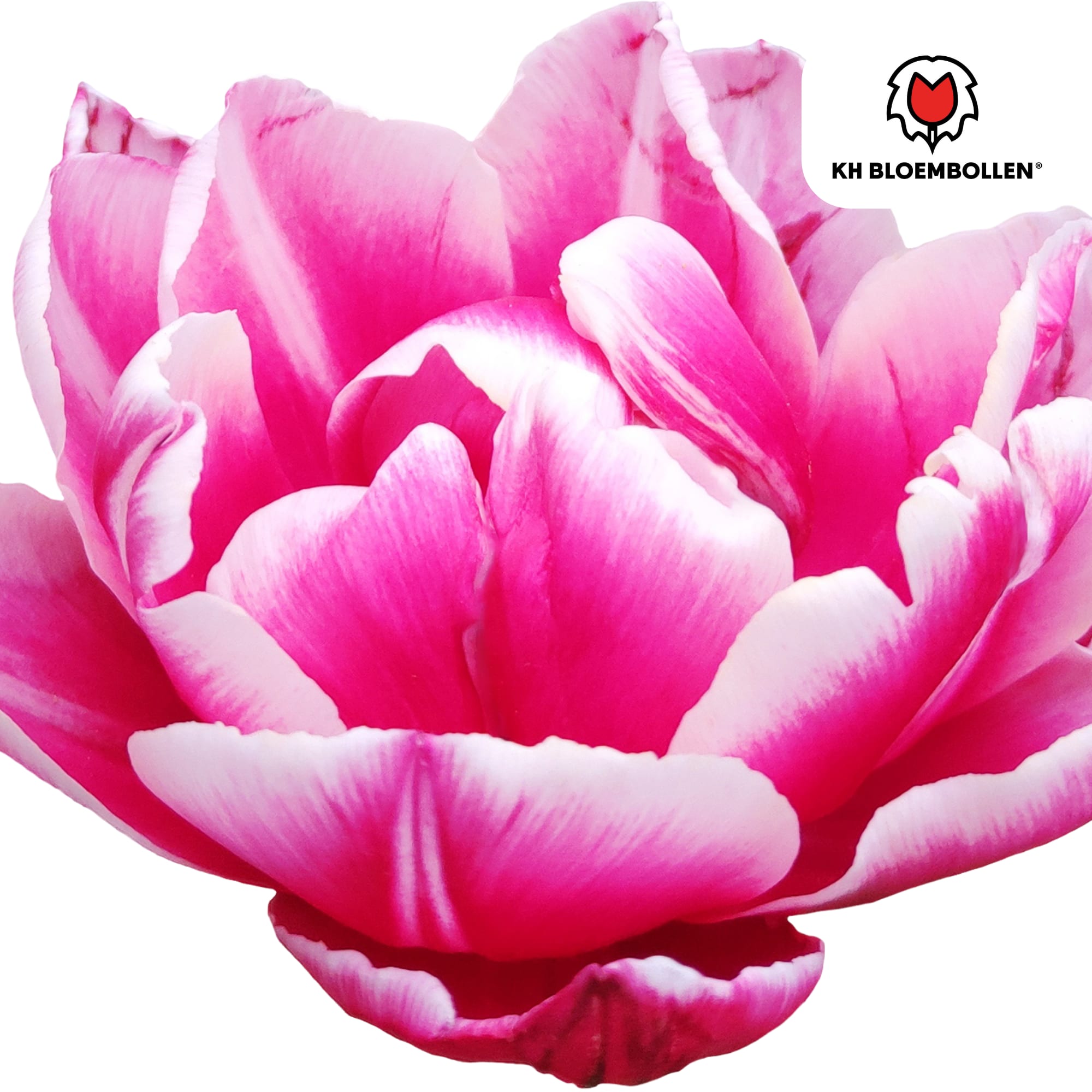 Columbus Tulpenzwiebeln – 20 Blumenzwiebeln – Rosa-weiße Pioentulpen – Gefüllte Blüte – Für Garten, Topf & Vase – Plant