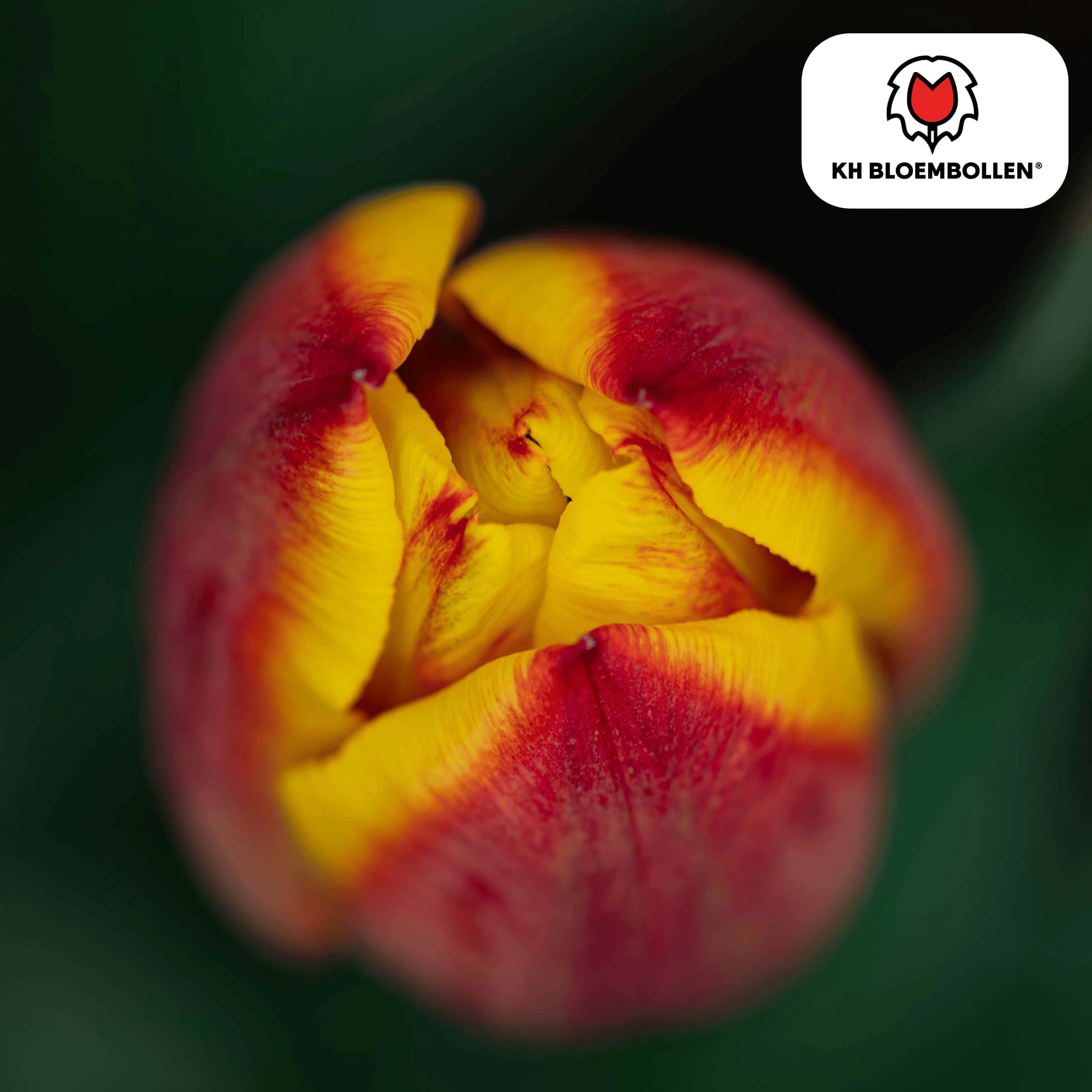 Tulpenzwiebeln Jan Seignette – 20 Blumenzwiebeln – Rot-gelb gestreifte Tulpe – Klassisch & auffällig – Für Garten & Topf – Plant