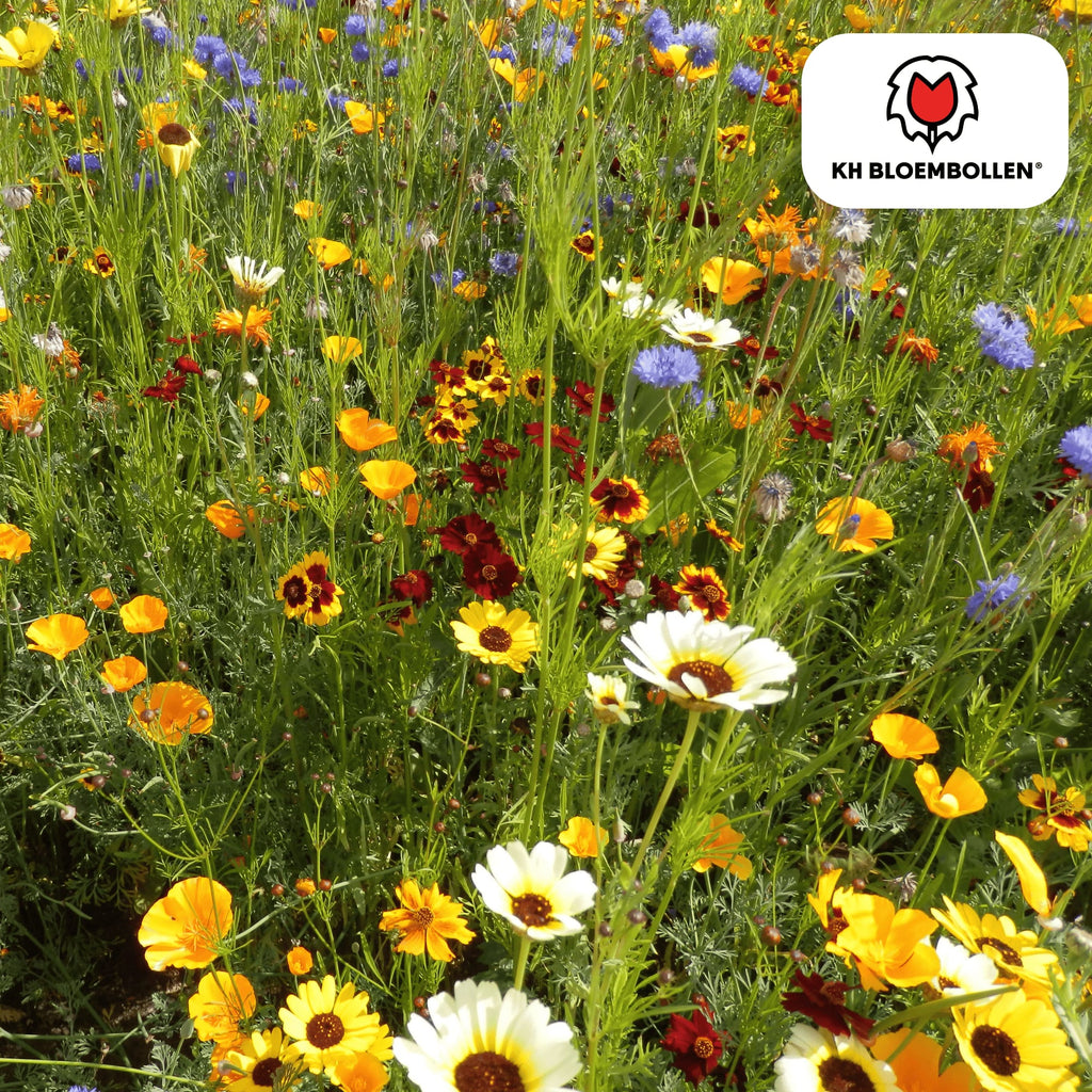 Wildblumensamen – 100g für 30–50m² – Bienen- & Schmetterlingsfreundlich – Einjährige & mehrjährige Blumen – Für Garten, Wiese, Beet – GVO-frei & nachhaltig – Plant