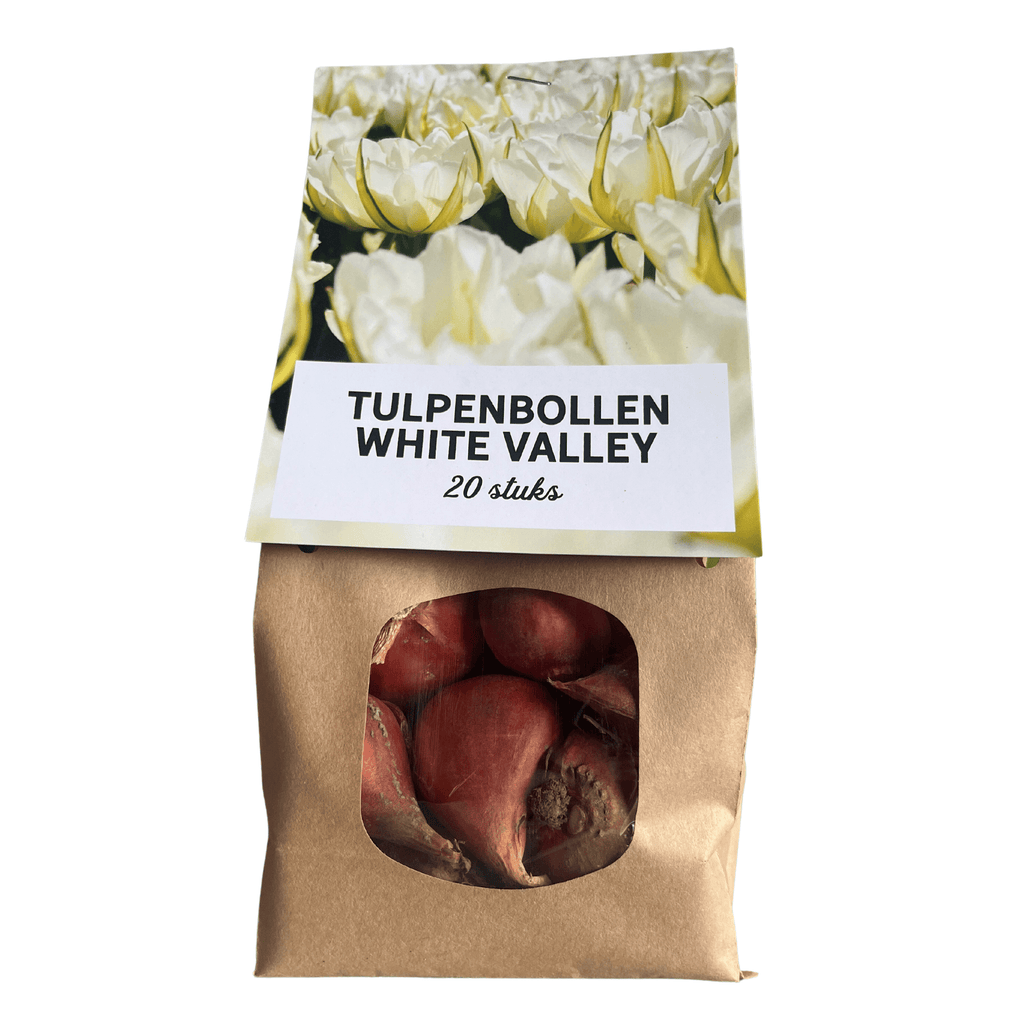 Tulpenzwiebeln White Valley – 20 Blumenzwiebeln – Weiße Tulpen – Winterhart & langlebig – Plant