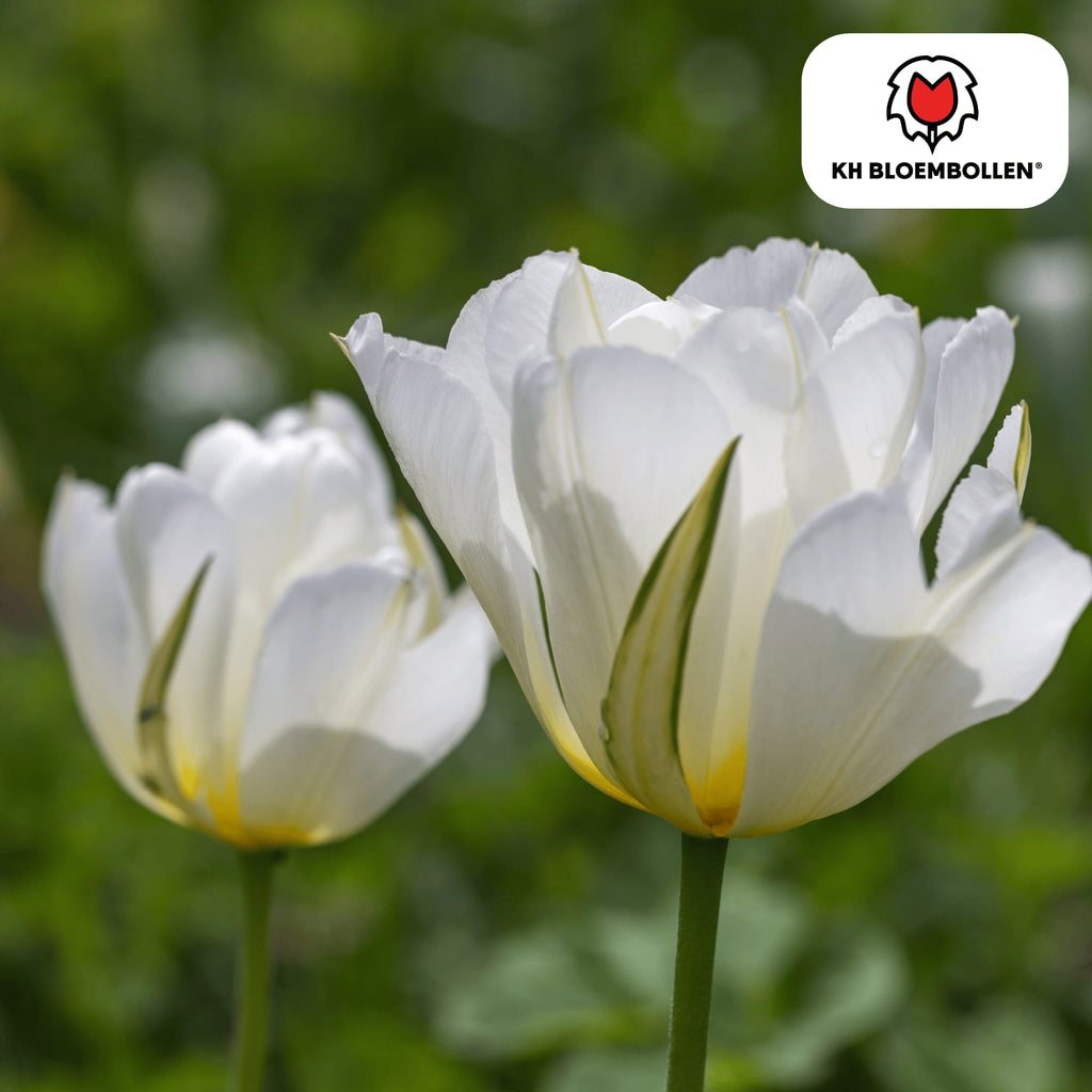 Tulpenzwiebeln White Valley – 20 Blumenzwiebeln – Weiße Tulpen – Winterhart & langlebig – Plant