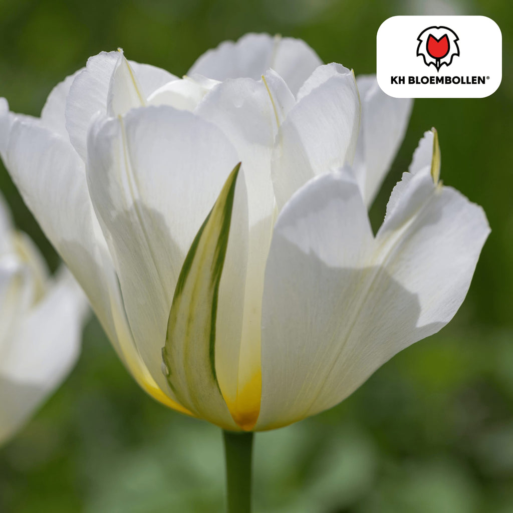 Tulpenzwiebeln White Valley – 20 Blumenzwiebeln – Weiße Tulpen – Winterhart & langlebig – Plant