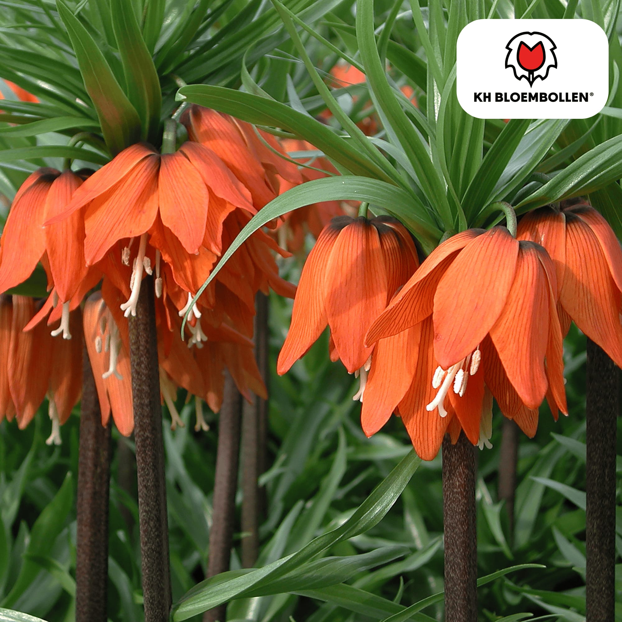 Fritillaria Kaiserkrone Rubra – 5 Blumenzwiebeln – Rot-Orange Frühlingsblüten – Ideal für Beete & Solitärpflanzungen – Plant