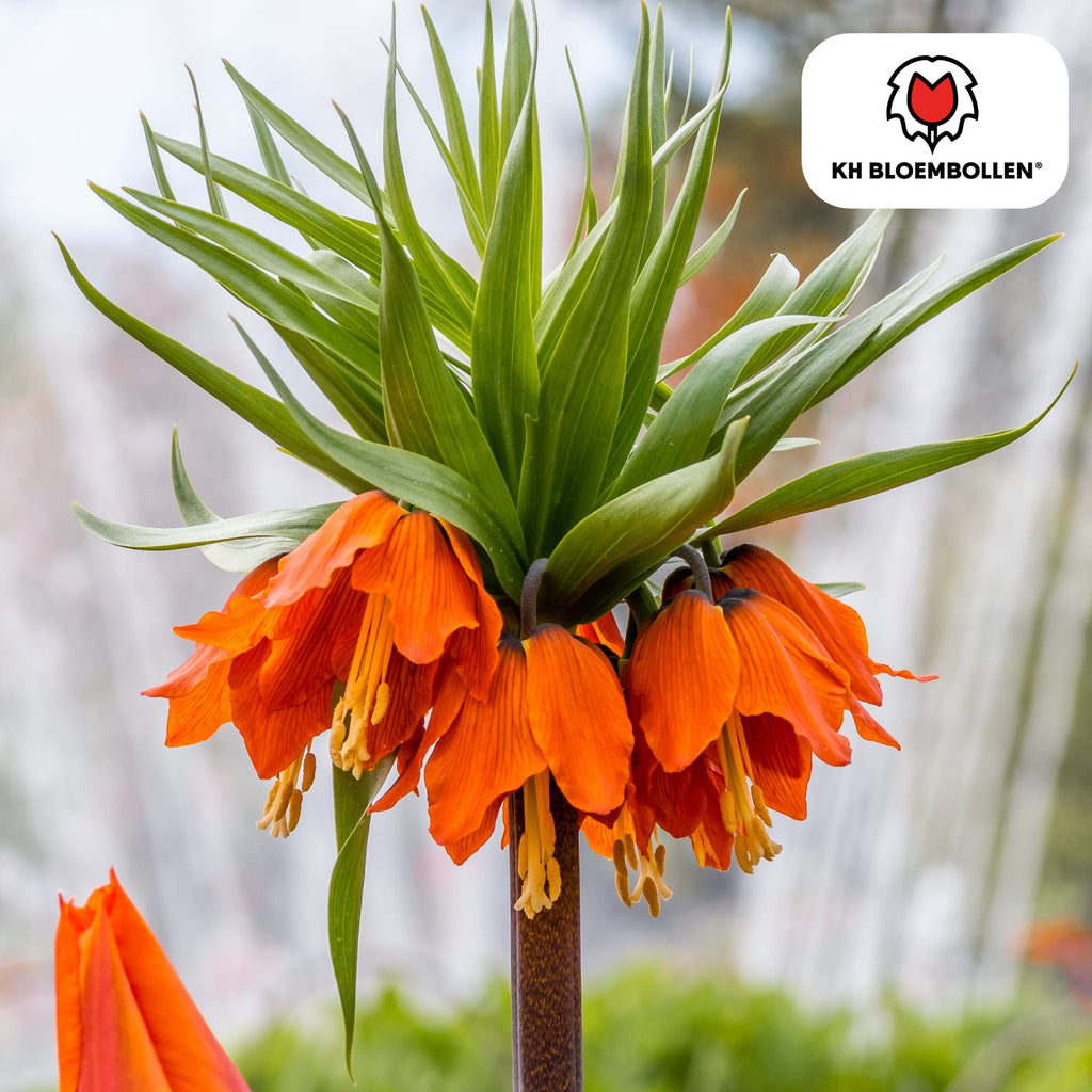 Fritillaria Kaiserkrone Rubra – 5 Blumenzwiebeln – Rot-Orange Frühlingsblüten – Ideal für Beete & Solitärpflanzungen – Plant