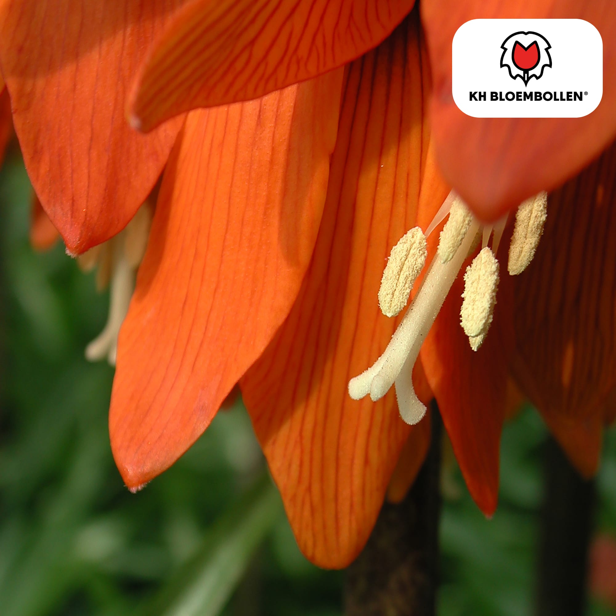 Fritillaria Kaiserkrone Rubra – 5 Blumenzwiebeln – Rot-Orange Frühlingsblüten – Ideal für Beete & Solitärpflanzungen – Plant