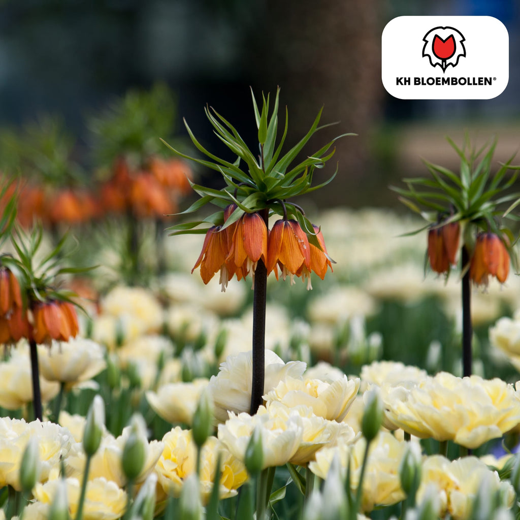 Fritillaria Kaiserkrone Rubra – 5 Blumenzwiebeln – Rot-Orange Frühlingsblüten – Ideal für Beete & Solitärpflanzungen – Plant