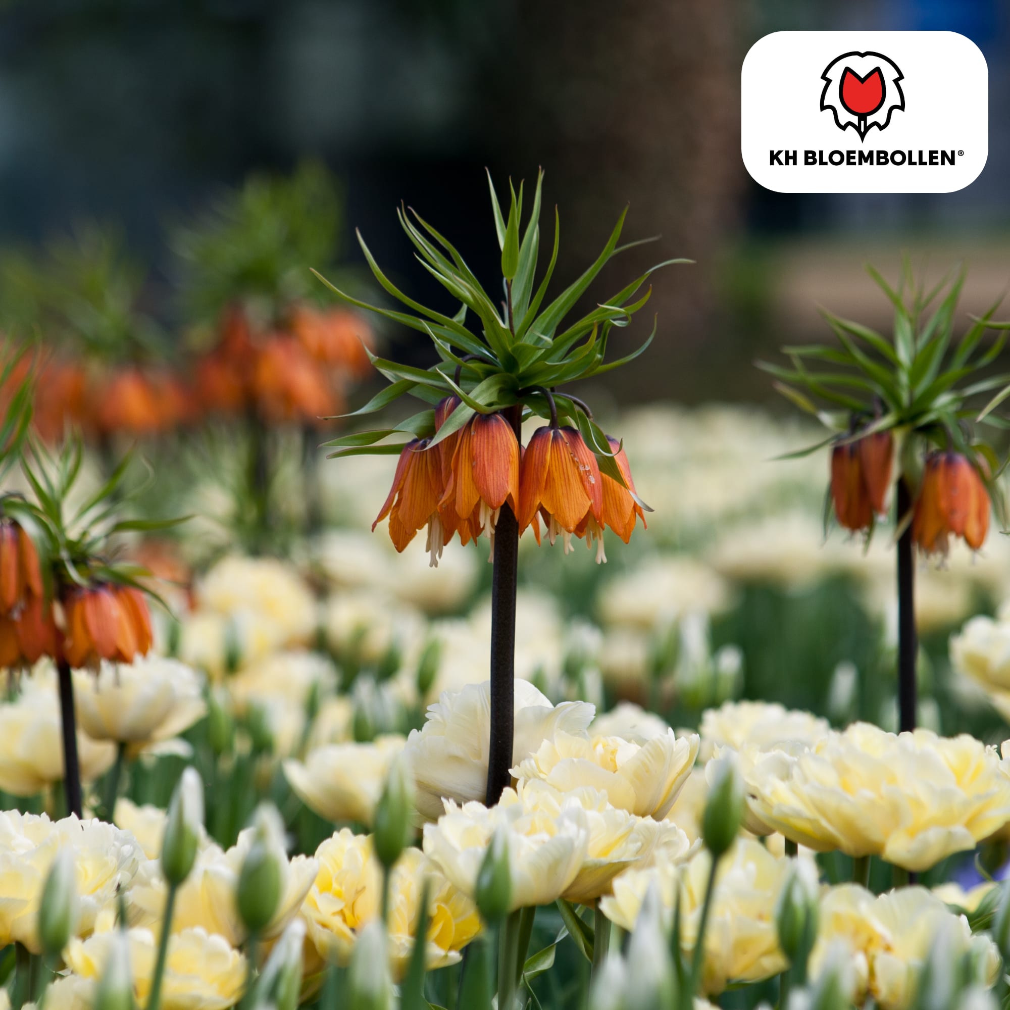 Fritillaria Kaiserkrone Rubra – 5 Blumenzwiebeln – Rot-Orange Frühlingsblüten – Ideal für Beete & Solitärpflanzungen – Plant