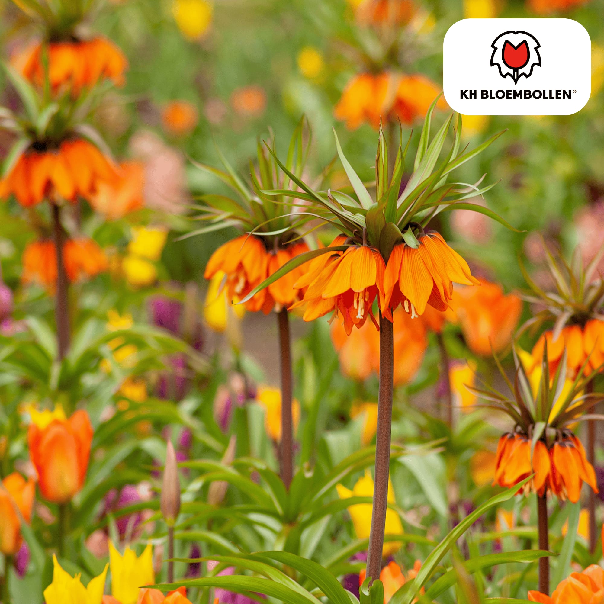 Fritillaria imperialis 'Garland Star' – 5 Blumenzwiebeln – Kaiserkrone mit leuchtend orange-roten Blüten – Frühjahrsblüher – Plant