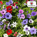 Anemone coronaria – 30 Blumenzwiebeln – Leuchtende Anemonen für Beete, Töpfe & Schnittblumen – Frühjahrsblüher – Plant
