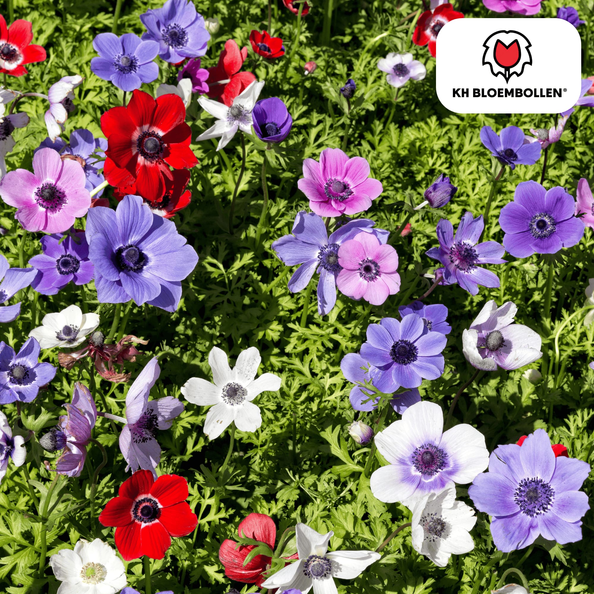 Anemone coronaria – 30 Blumenzwiebeln – Leuchtende Anemonen für Beete, Töpfe & Schnittblumen – Frühjahrsblüher – Plant