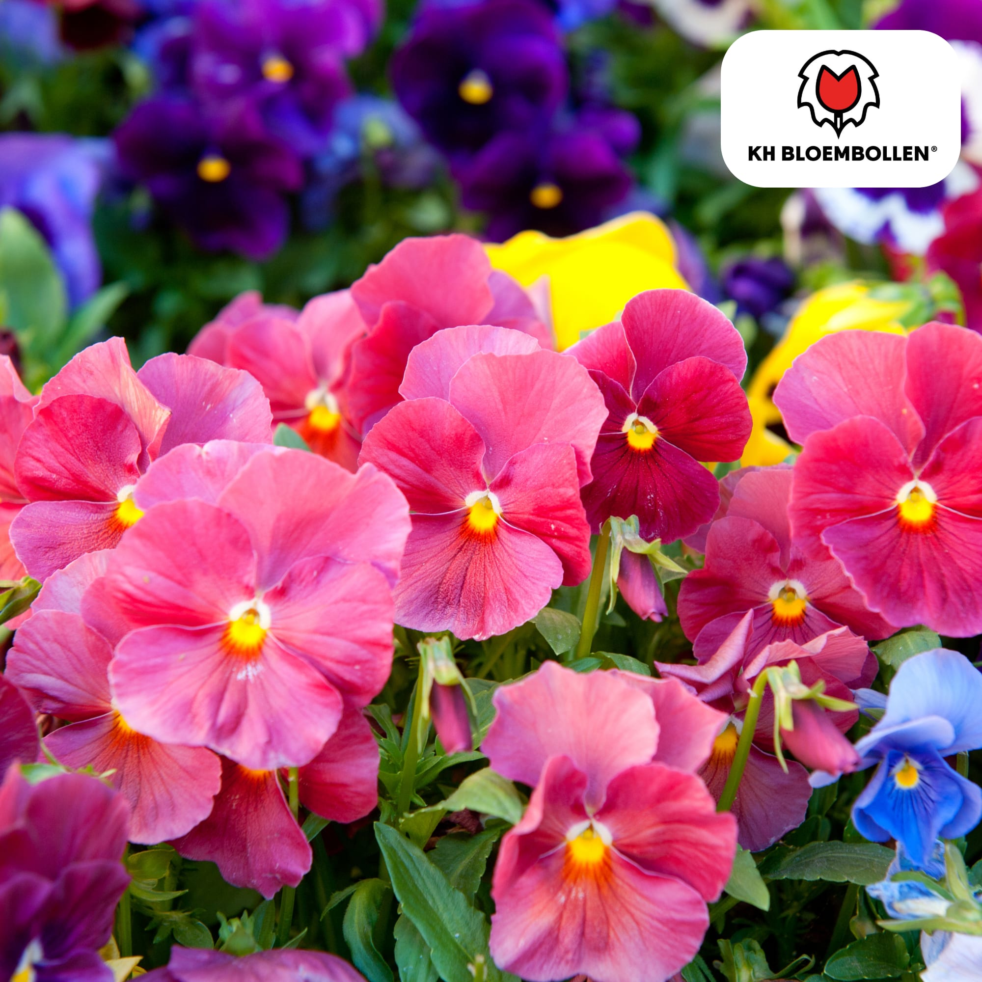 Anemone coronaria – 30 Blumenzwiebeln – Leuchtende Anemonen für Beete, Töpfe & Schnittblumen – Frühjahrsblüher – Plant