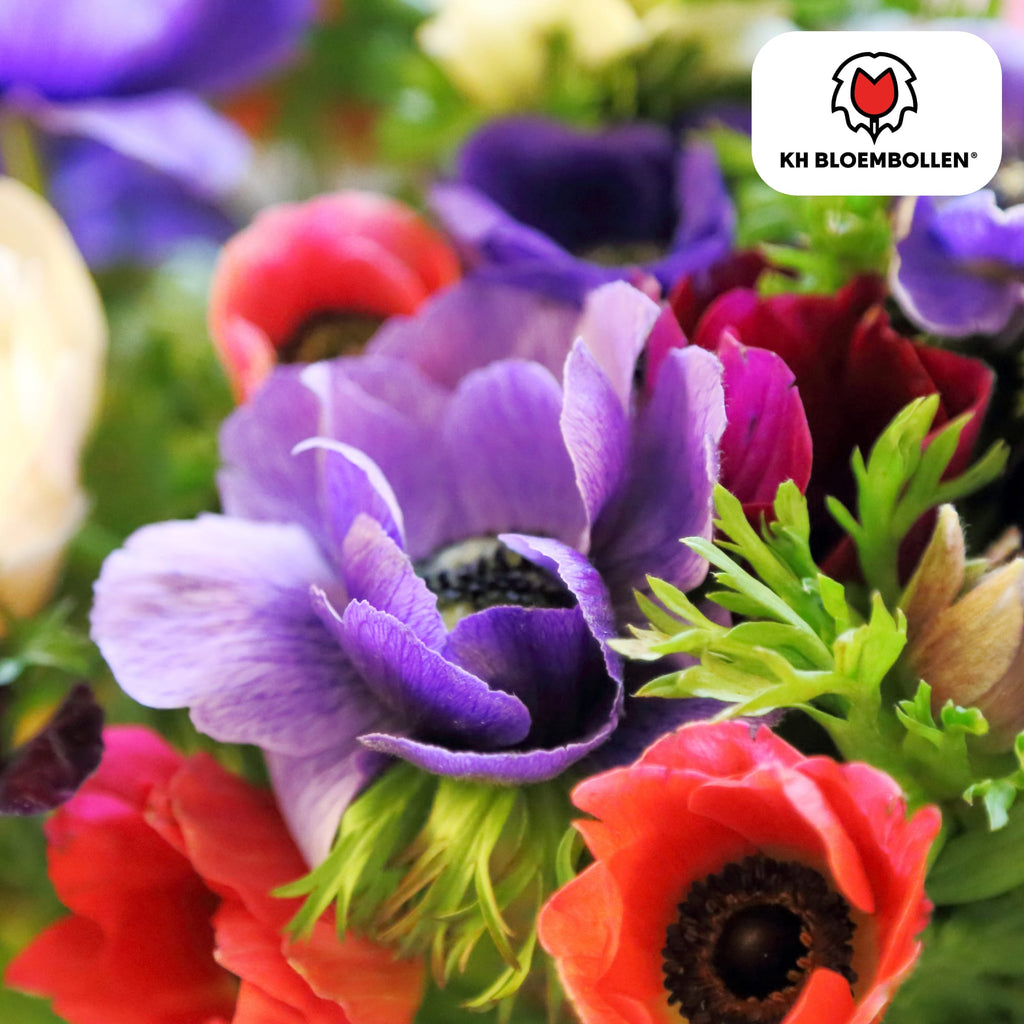 Anemone coronaria – 30 Blumenzwiebeln – Leuchtende Anemonen für Beete, Töpfe & Schnittblumen – Frühjahrsblüher – Plant