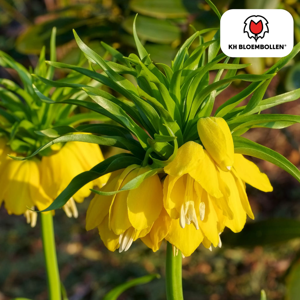 Fritillaria imperialis 'Lutea' – Kaiserkrone – schwefelgelbe Blüten – 5 Blumenzwiebeln – ↕80-100cm – imposanter Frühjahrsblüher – Plant
