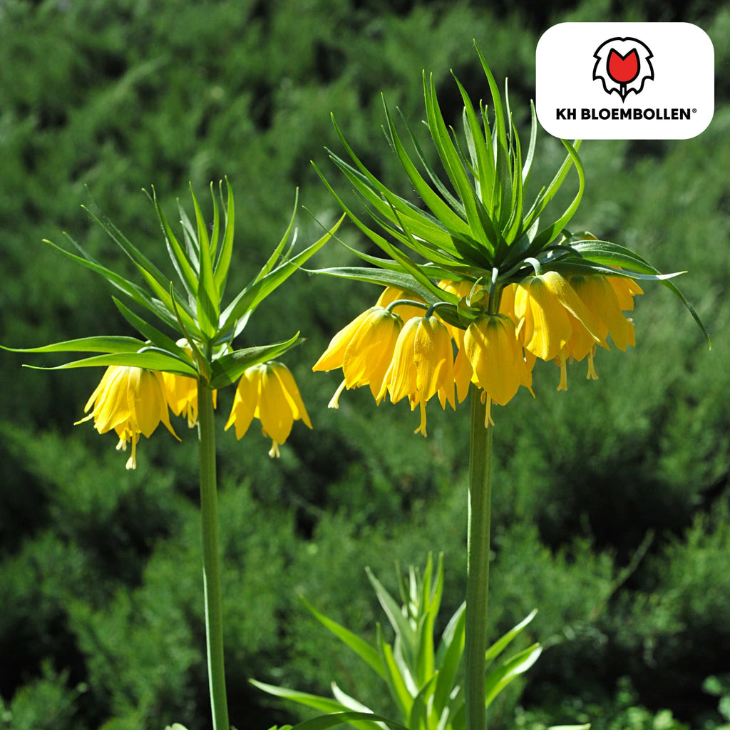Fritillaria imperialis 'Lutea' – Kaiserkrone – schwefelgelbe Blüten – 5 Blumenzwiebeln – ↕80-100cm – imposanter Frühjahrsblüher – Plant