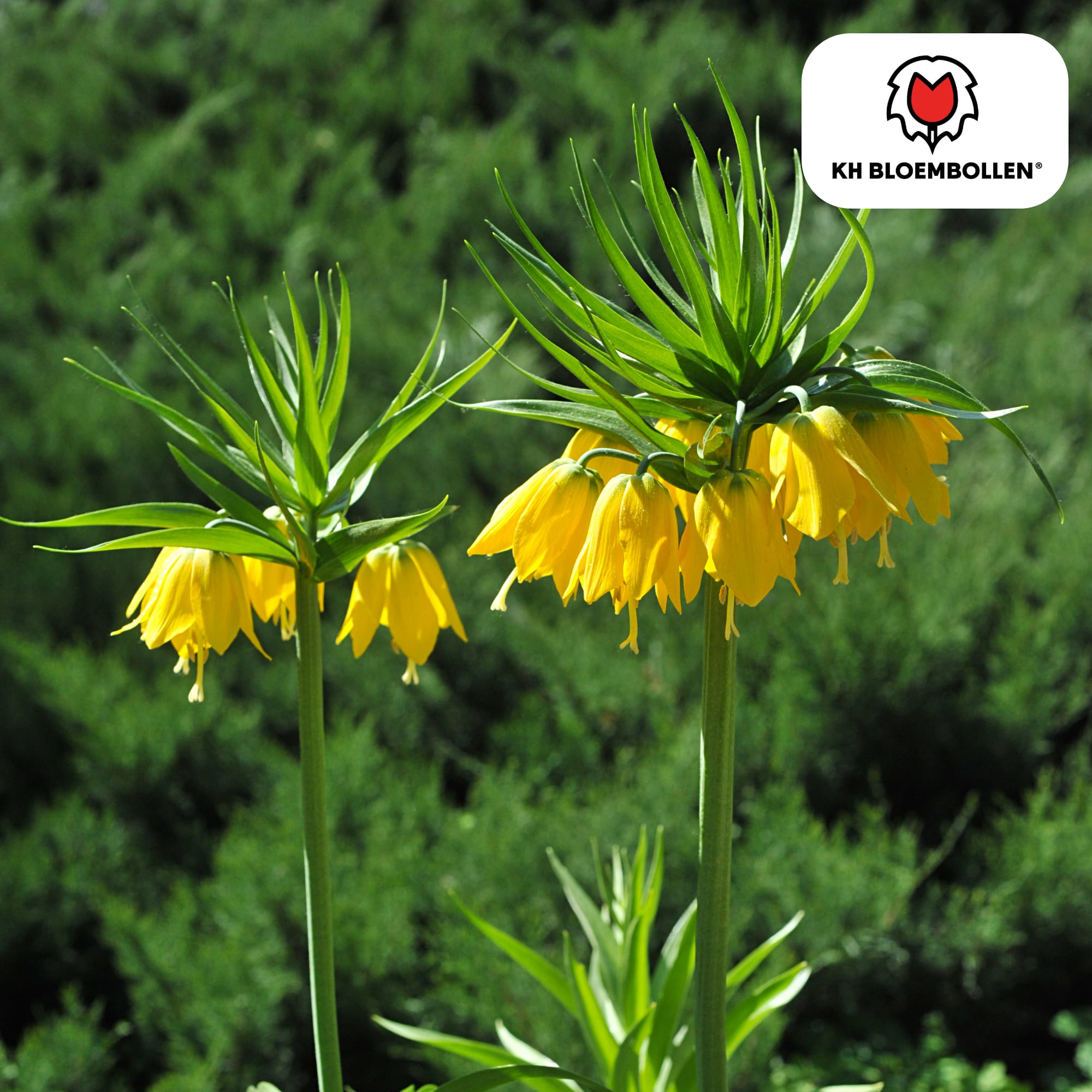 Fritillaria imperialis 'Lutea' – Kaiserkrone – schwefelgelbe Blüten – 5 Blumenzwiebeln – ↕80-100cm – imposanter Frühjahrsblüher – Plant