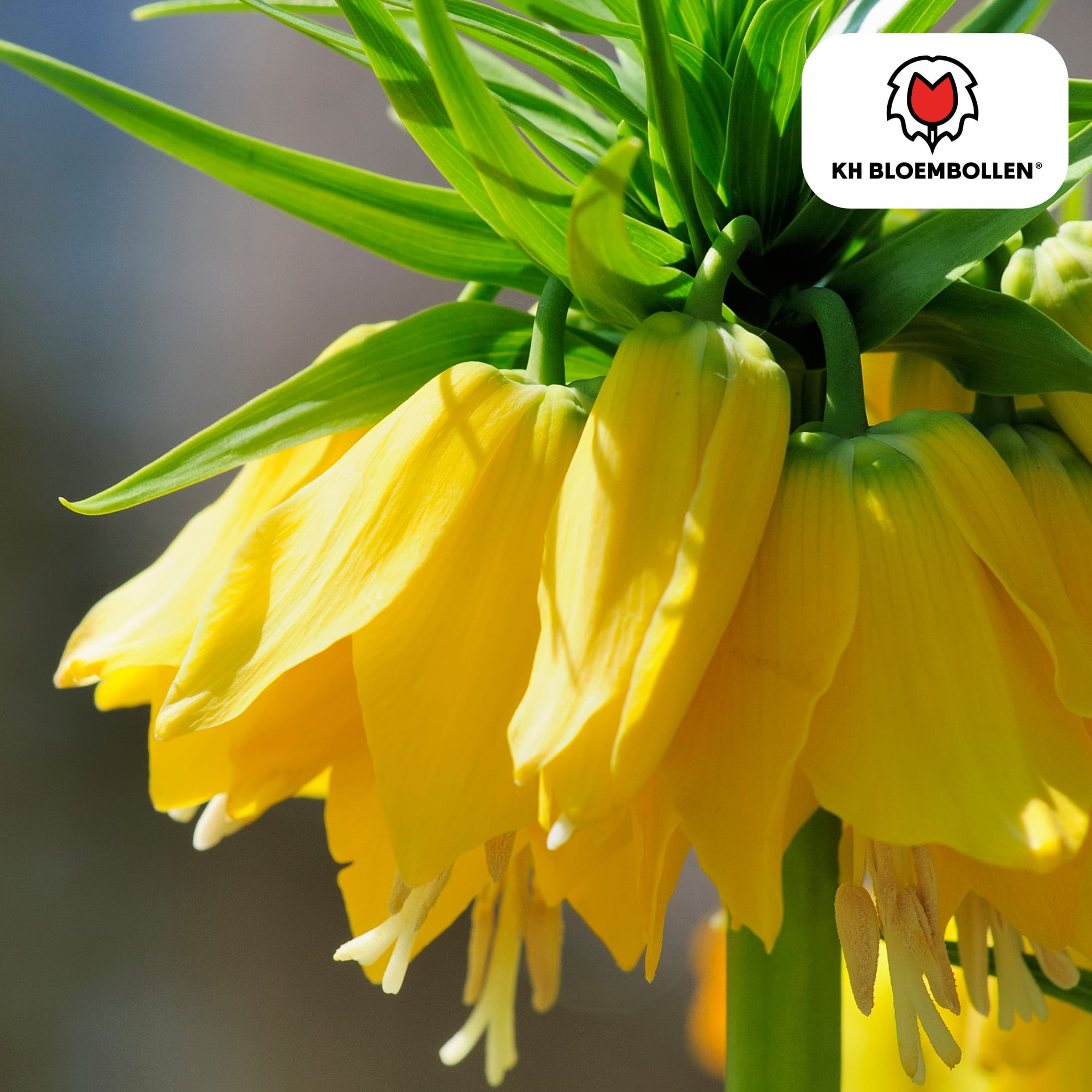 Fritillaria imperialis 'Lutea' – Kaiserkrone – schwefelgelbe Blüten – 5 Blumenzwiebeln – ↕80-100cm – imposanter Frühjahrsblüher – Plant