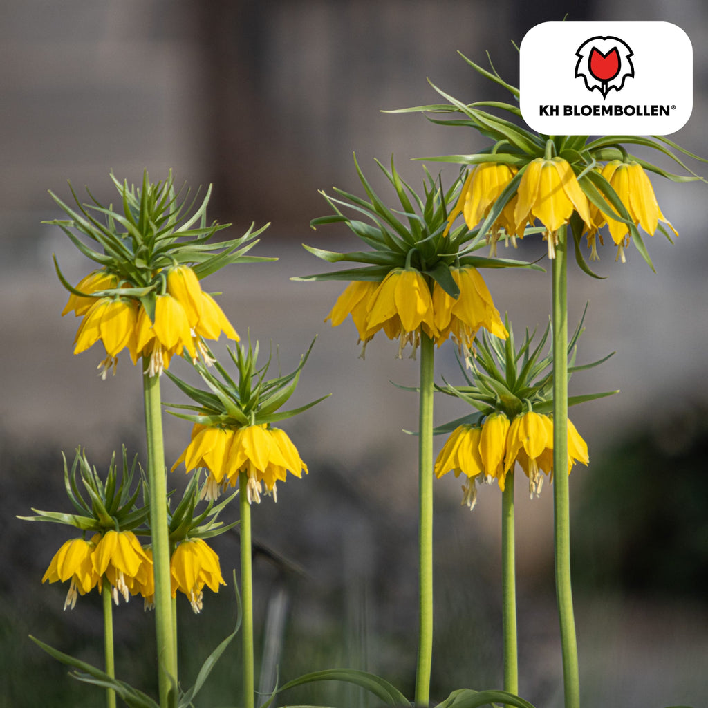 Fritillaria imperialis 'Lutea' – Kaiserkrone – schwefelgelbe Blüten – 5 Blumenzwiebeln – ↕80-100cm – imposanter Frühjahrsblüher – Plant