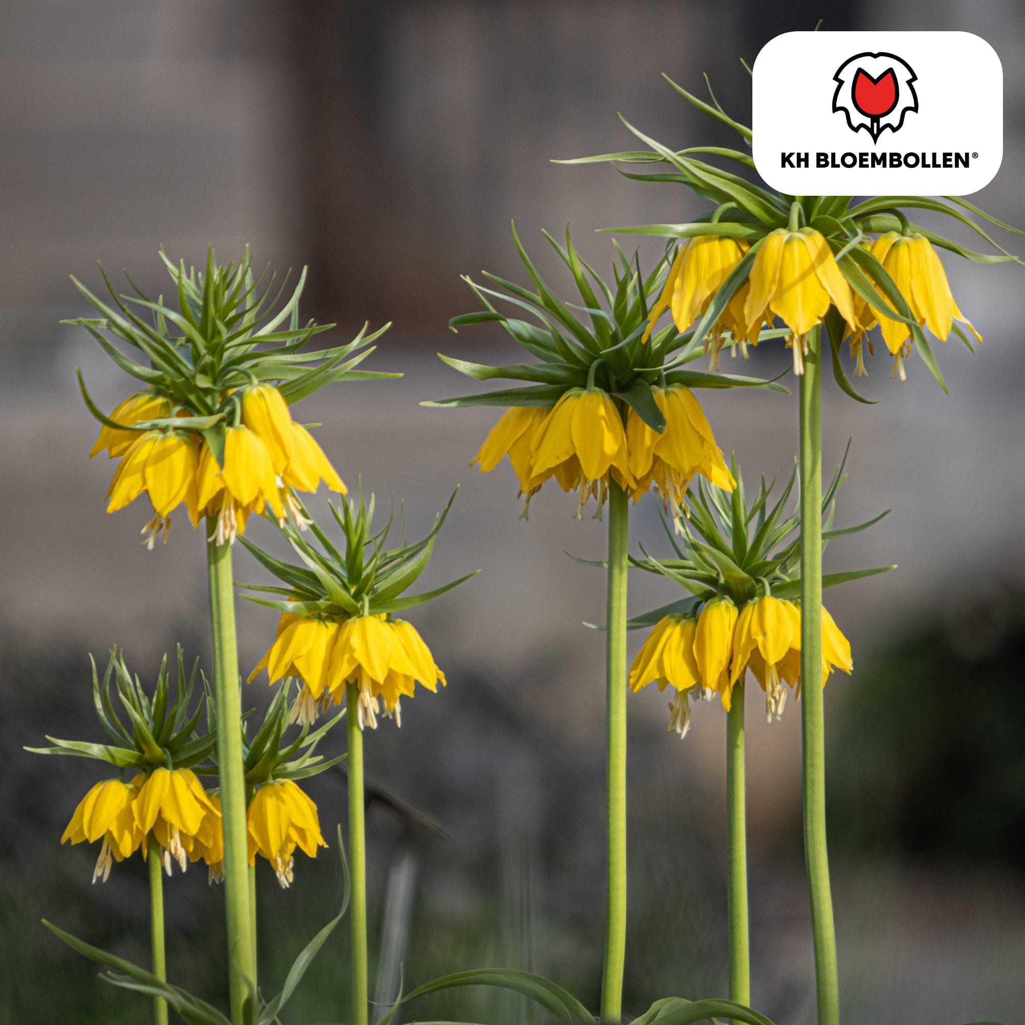 Fritillaria imperialis 'Lutea' – Kaiserkrone – schwefelgelbe Blüten – 5 Blumenzwiebeln – ↕80-100cm – imposanter Frühjahrsblüher – Plant