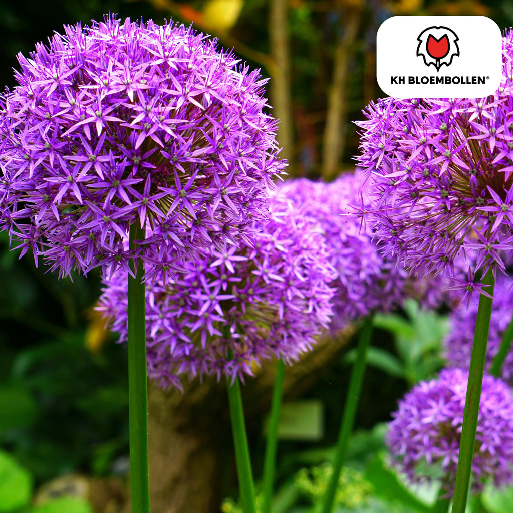 Allium 'Globemaster' – Zierlauch – violette Blütenkugeln – 5 Blumenzwiebeln – ↕80-100cm – bienenfreundliche Sommerblüher – Plant