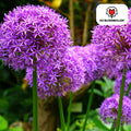 Allium 'Globemaster' – Zierlauch – violette Blütenkugeln – 5 Blumenzwiebeln – ↕80-100cm – bienenfreundliche Sommerblüher – Plant