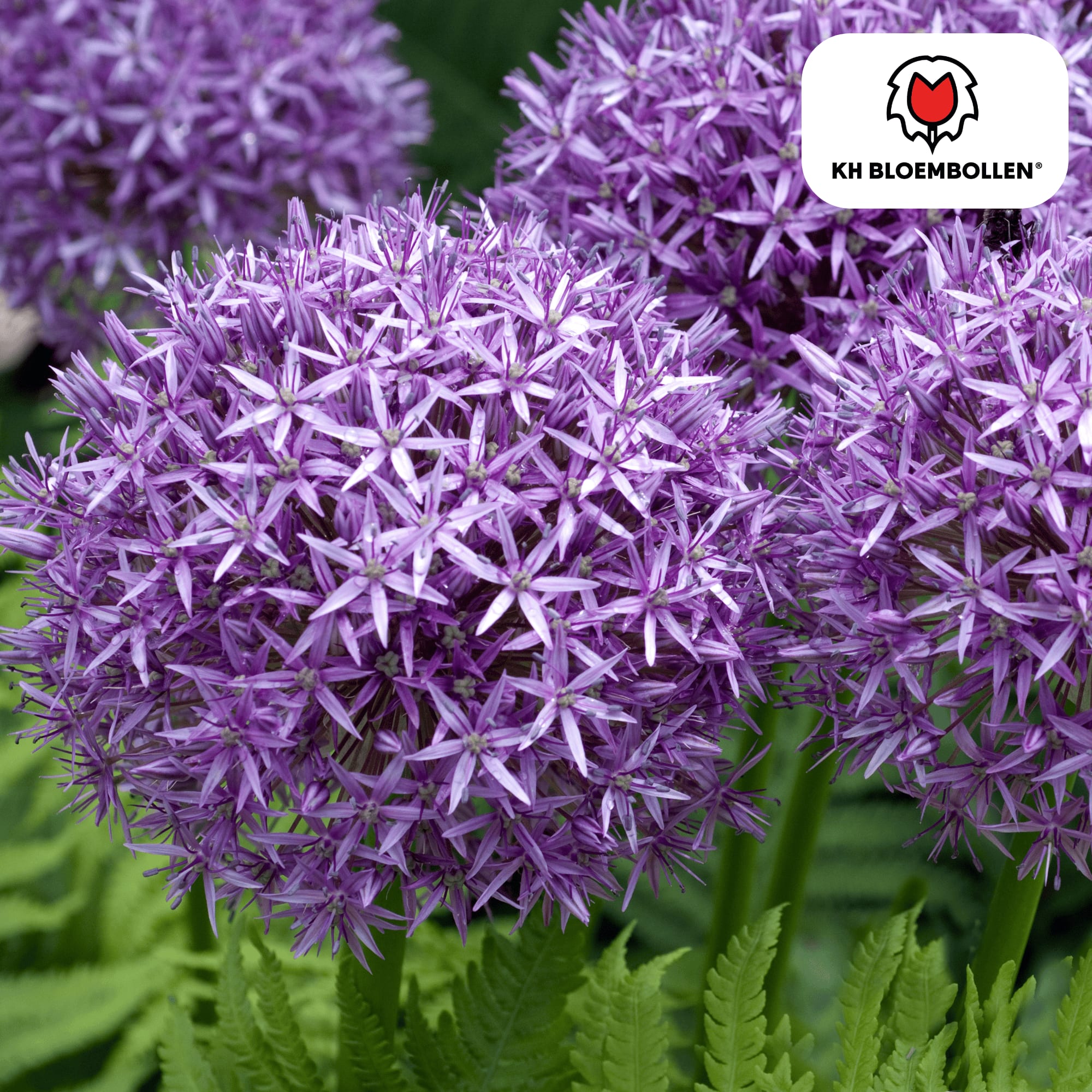 Allium 'Globemaster' – Zierlauch – violette Blütenkugeln – 5 Blumenzwiebeln – ↕80-100cm – bienenfreundliche Sommerblüher – Plant