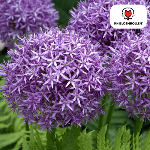 Allium 'Globemaster' – Zierlauch – violette Blütenkugeln – 5 Blumenzwiebeln – ↕80-100cm – bienenfreundliche Sommerblüher – Plant