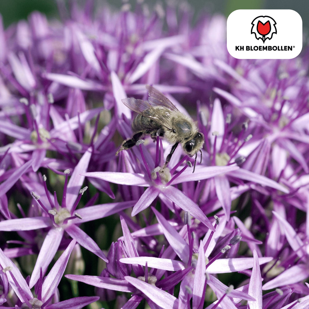 Allium 'Globemaster' – Zierlauch – violette Blütenkugeln – 5 Blumenzwiebeln – ↕80-100cm – bienenfreundliche Sommerblüher – Plant